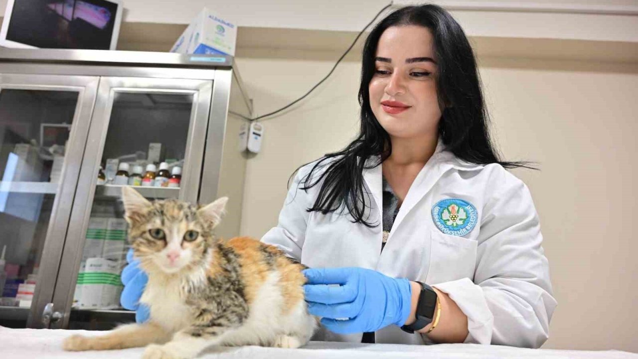 Minik Patiler Kliniği’nde kısırlaştırılan kedi sayısı 3 bini geçti