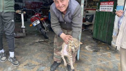 Manisalı esnafın duyarlılığı bir kediyi hayata bağladı