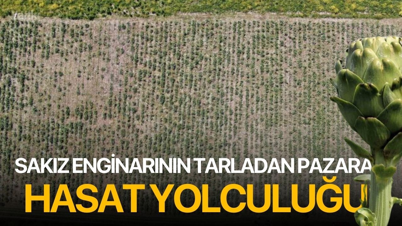 Sakız enginarının tarladan pazara hasat yolculuğu