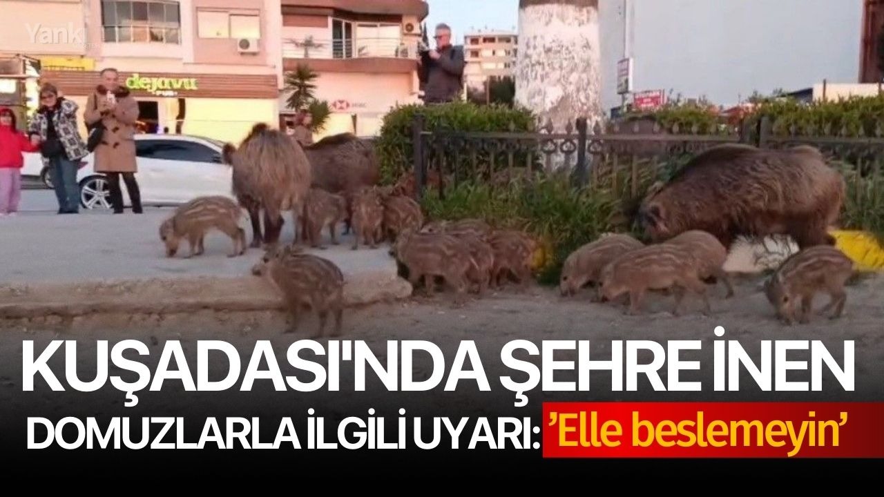 Kuşadası'nda şehre inen domuzlarla ilgili uyarı ’Elle beslemeyin’