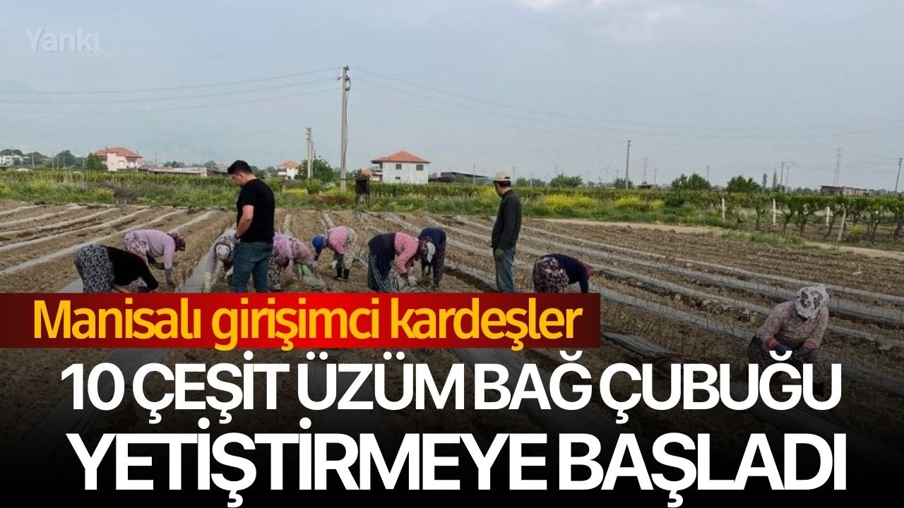 Manisalı girişimci kardeşler 10 çeşit üzüm bağ çubuğu yetiştirmeye başladı