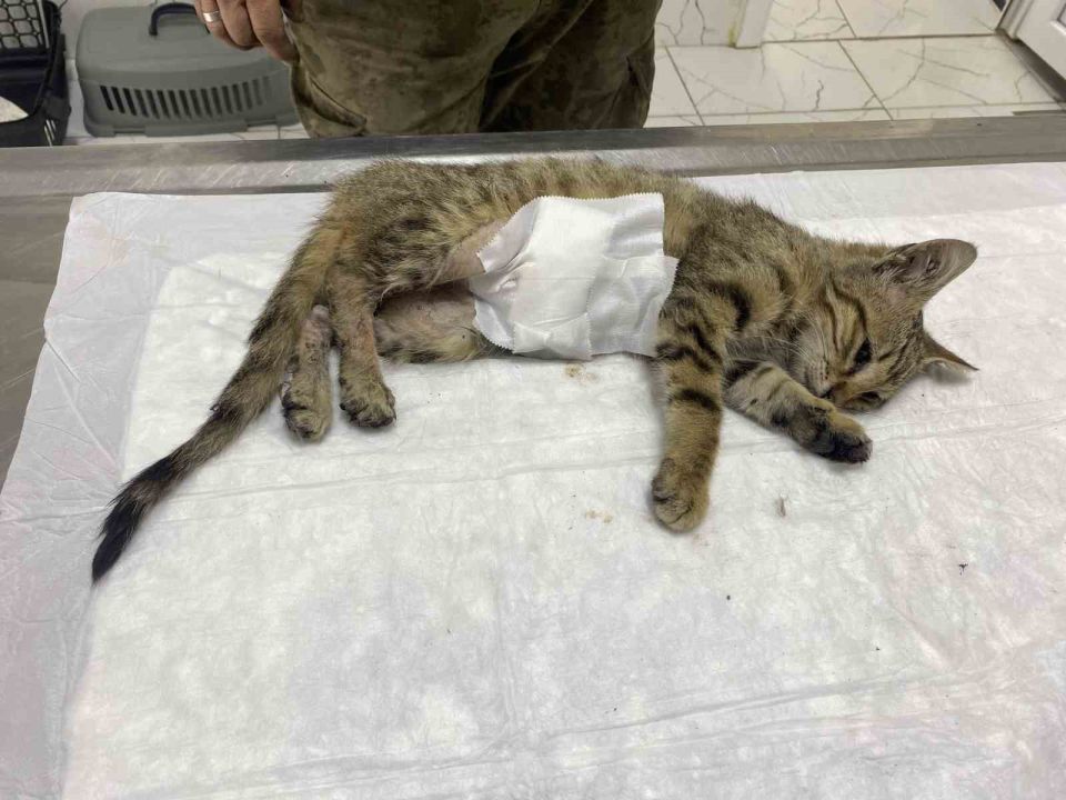 Manisalı esnafın duyarlılığı bir kediyi hayata bağladı
