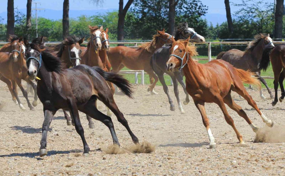 Litresi 2,5 milyon lira yok satıyor!
