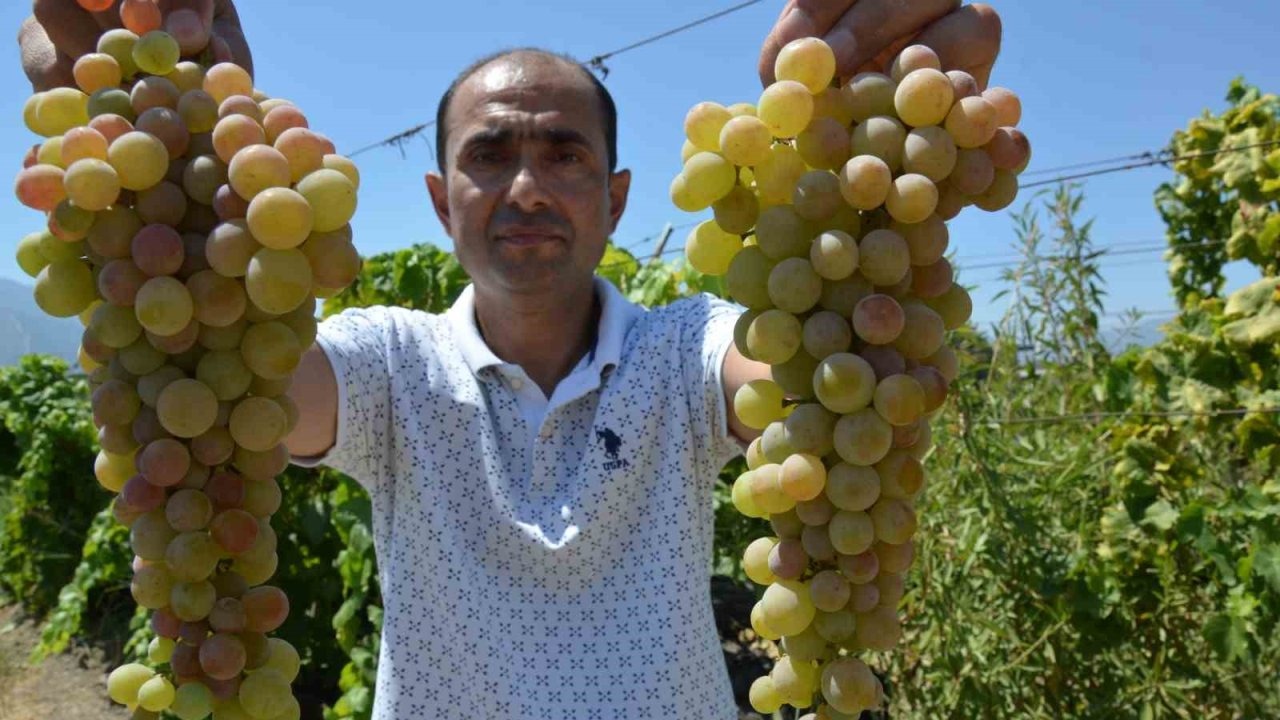 Manisa’da ’çilek uzümü’ hasadı başladı