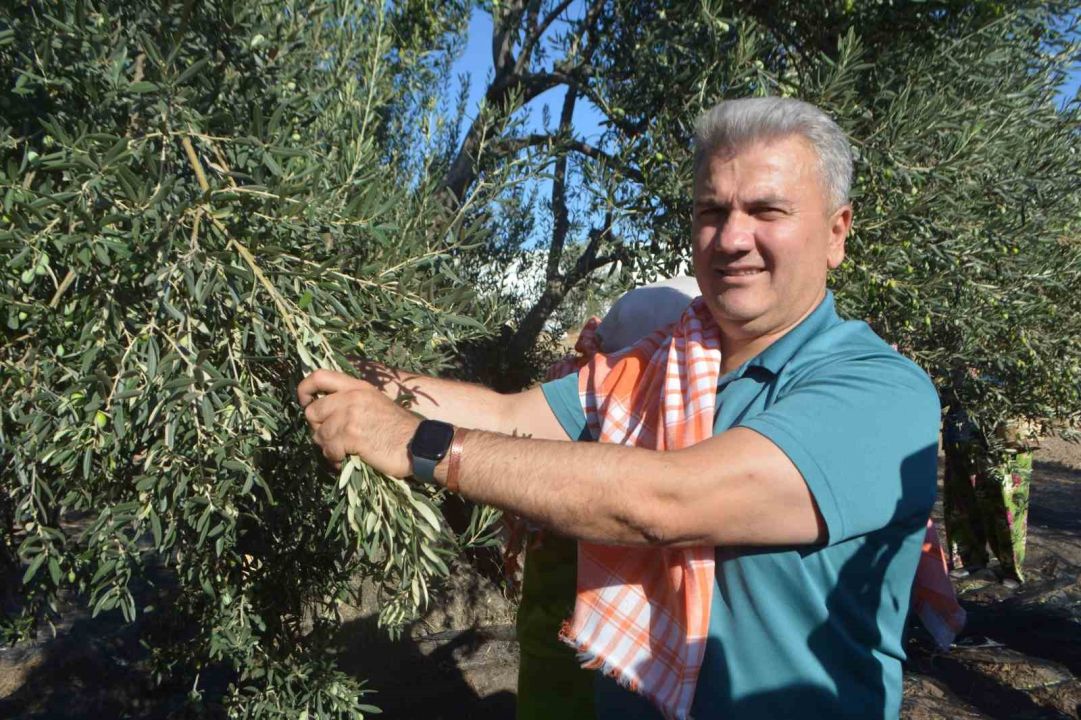 Zeytinyağında AB tescili için çabalar sürüyor