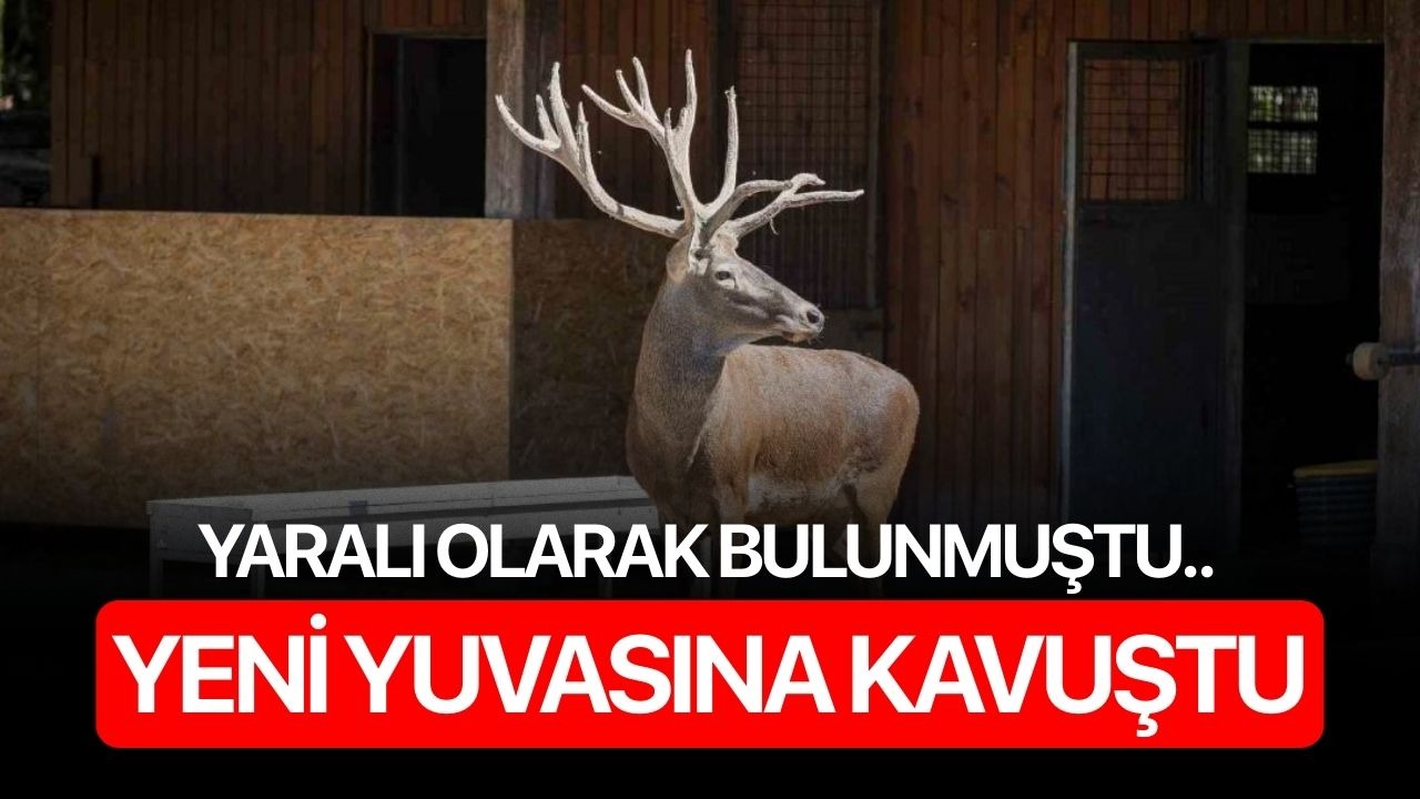Yaralı olarak bulunmuştu.. Yeni yuvasına kavuştu