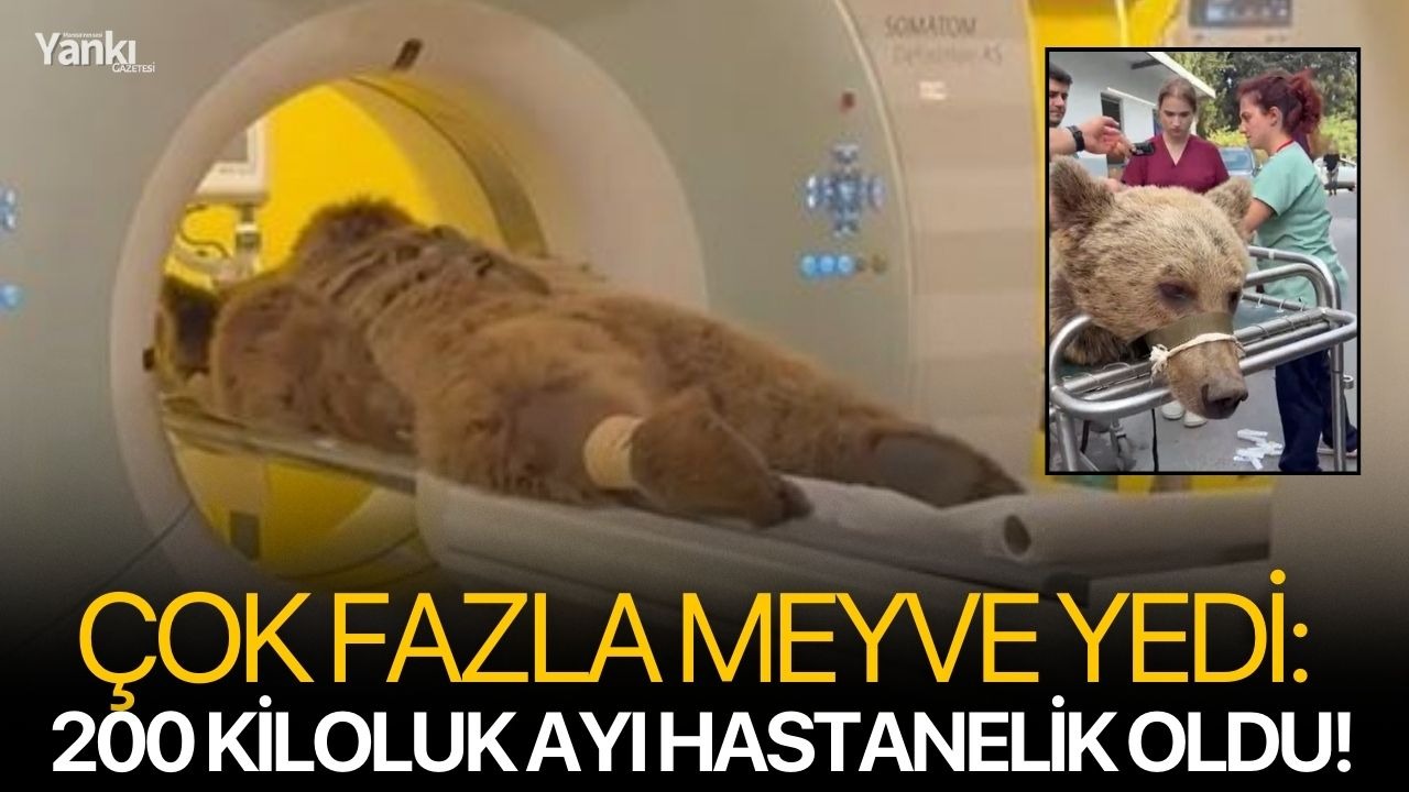 Çok fazla meyve yedi: 200 kiloluk ayı hastanelik oldu!