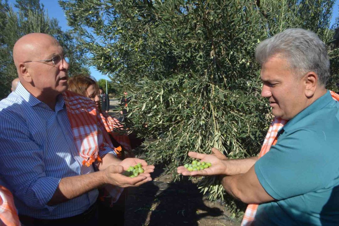 Zeytinyağında AB tescili için çabalar sürüyor