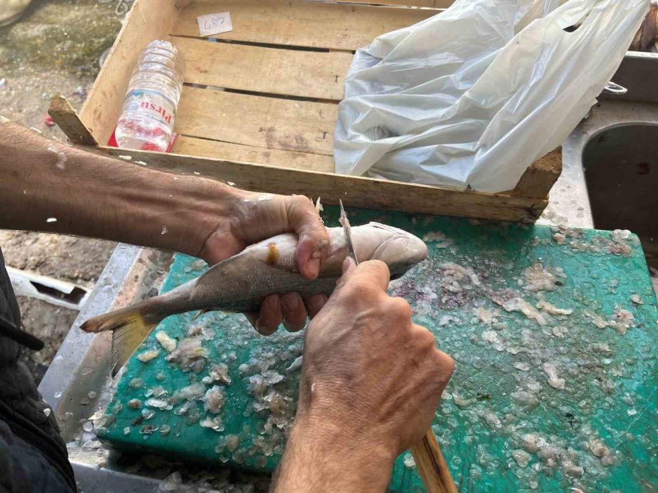 Gece avlanan balıklar, sabah mezatta alıcıyla buluşuyor
