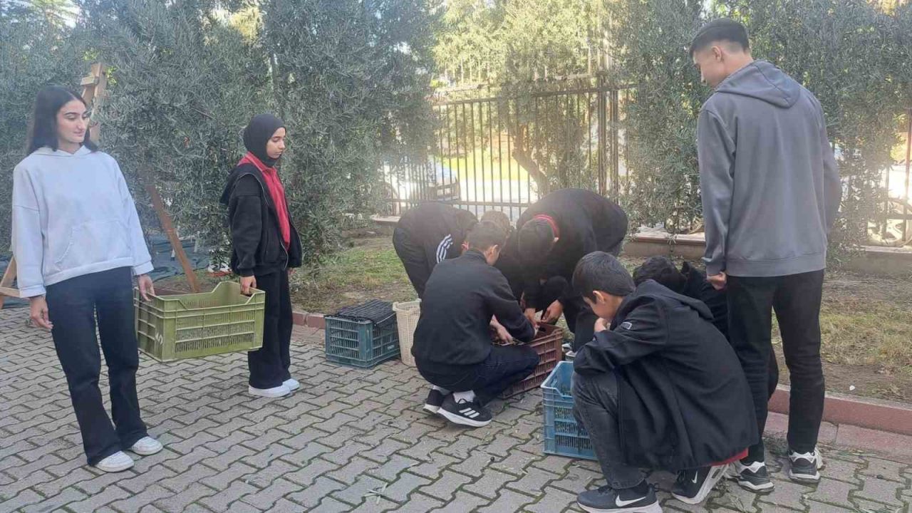 Manisalı öğrenciler zeytin hasadıyla üretim bilincini öğreniyor
