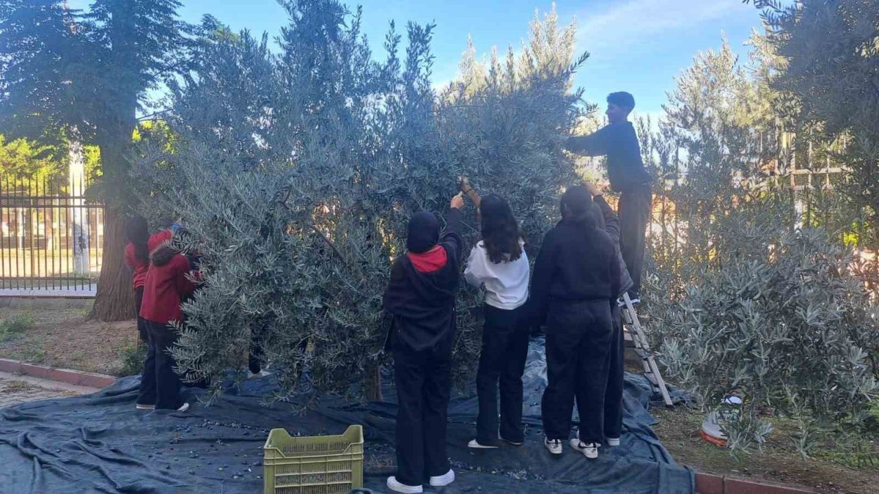 Manisalı öğrenciler zeytin hasadıyla üretim bilincini öğreniyor