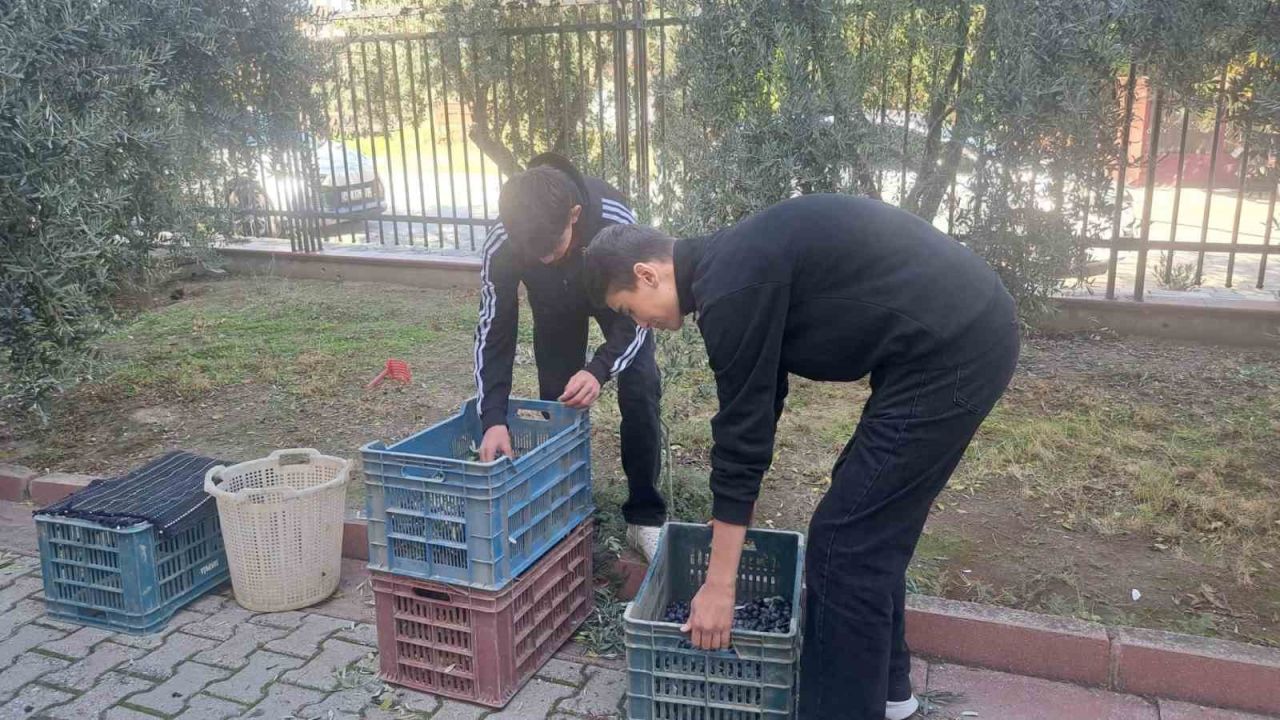 Manisalı öğrenciler zeytin hasadıyla üretim bilincini öğreniyor