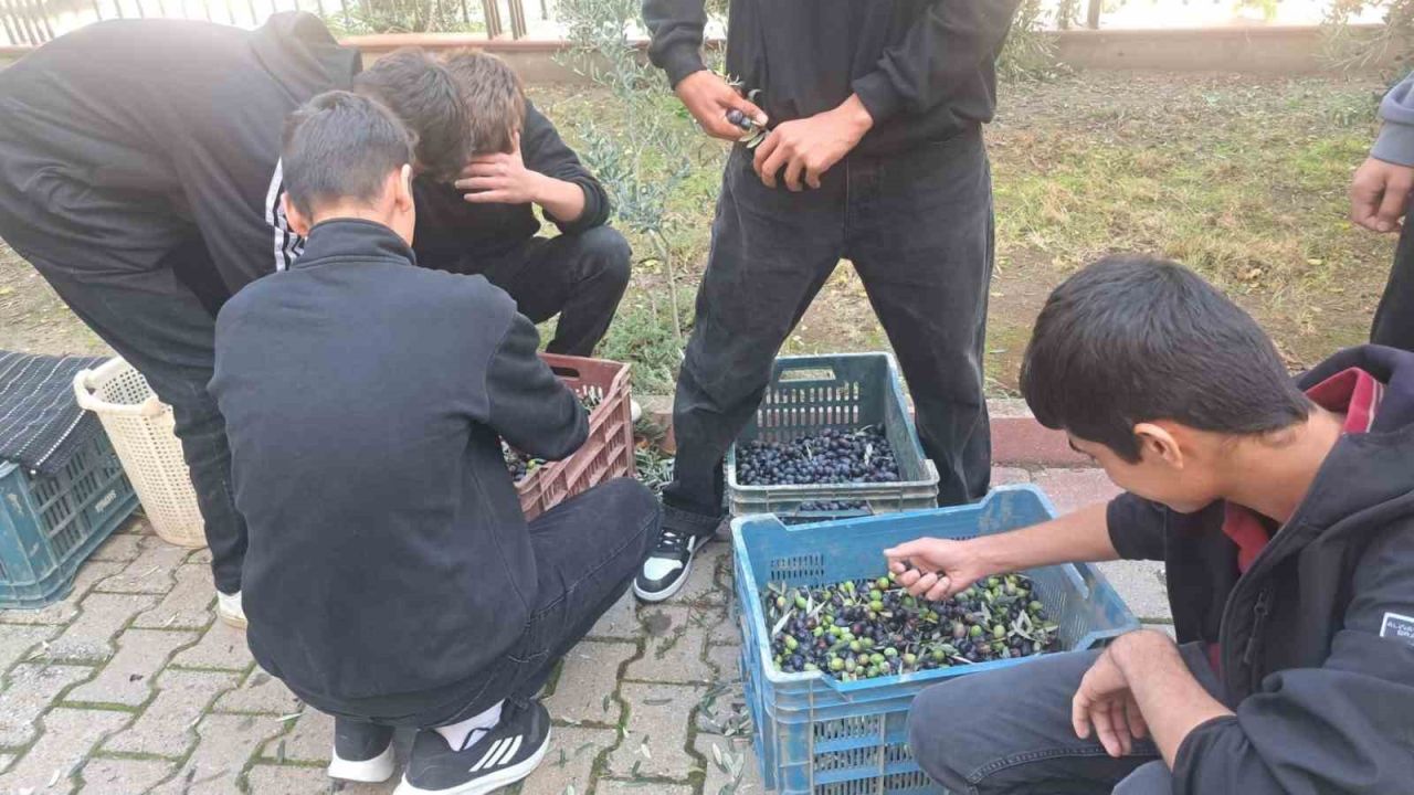 Manisalı öğrenciler zeytin hasadıyla üretim bilincini öğreniyor