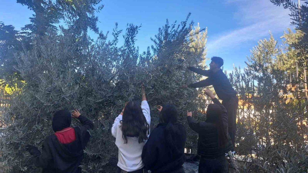Manisalı öğrenciler zeytin hasadıyla üretim bilincini öğreniyor