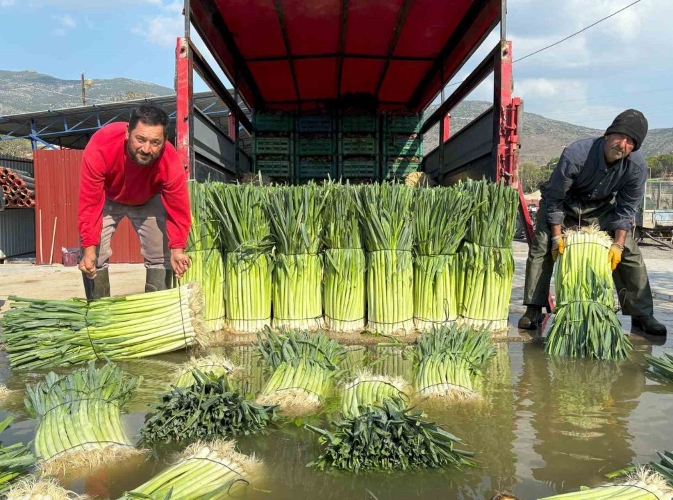 Kış sebzesi pırasada hasat heyecanı yaşanıyor