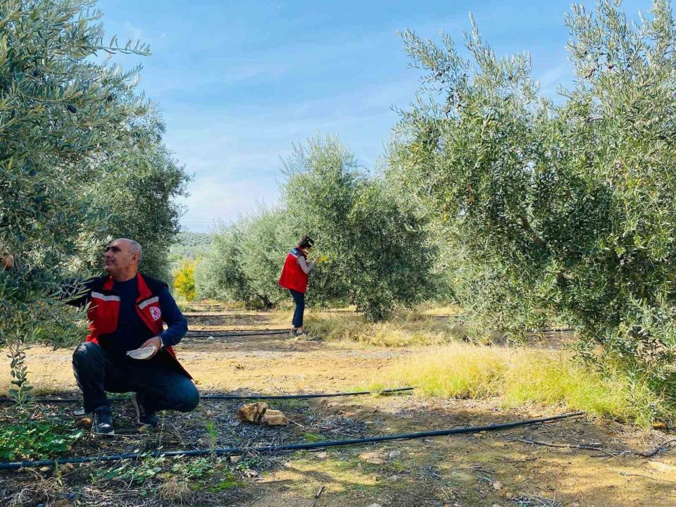 İlçede zeytin sineğine karşı acil uyarı!