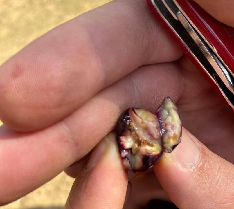 İlçede zeytin sineğine karşı acil uyarı!