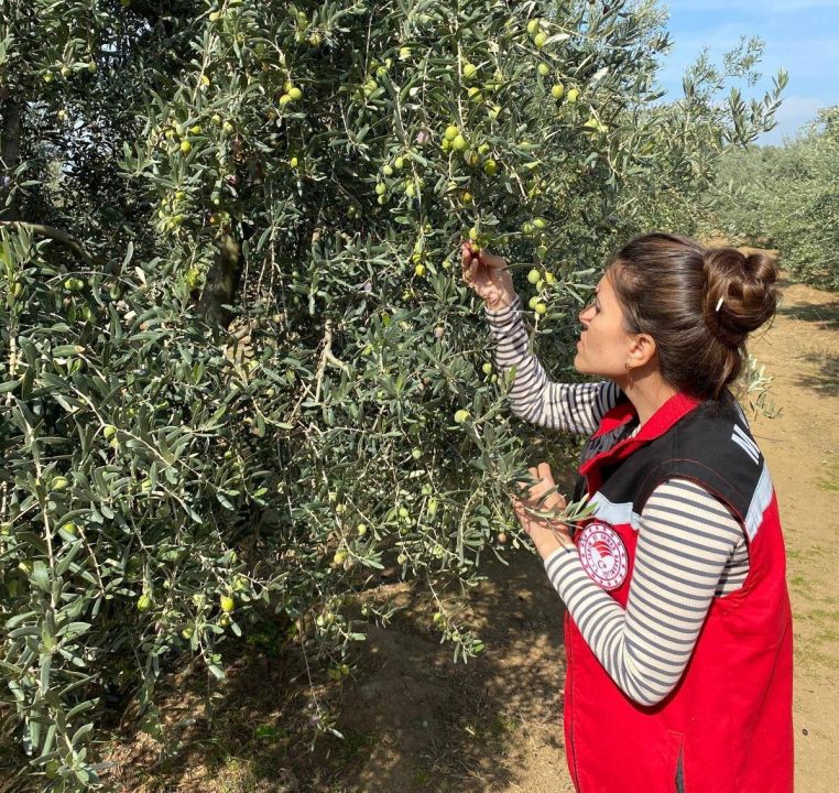 İlçede zeytin sineğine karşı acil uyarı!