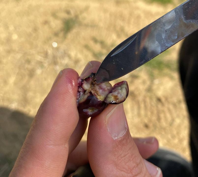 İlçede zeytin sineğine karşı acil uyarı!