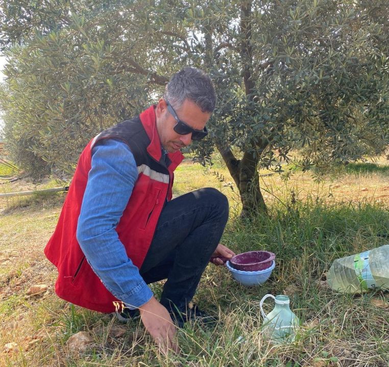 İlçede zeytin sineğine karşı acil uyarı!