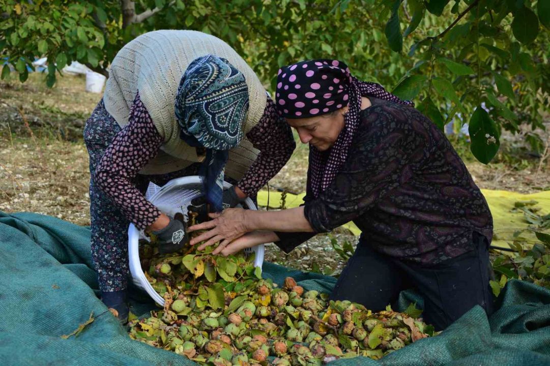 Manisa'da bu kez de ceviz hasadı başladı