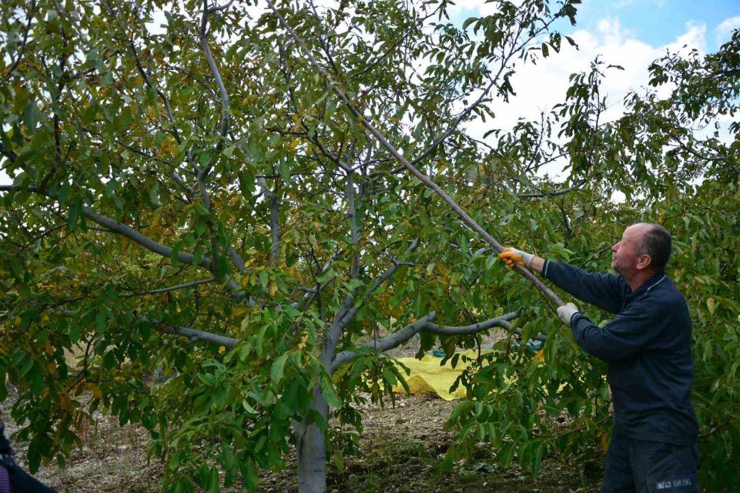Manisa'da bu kez de ceviz hasadı başladı