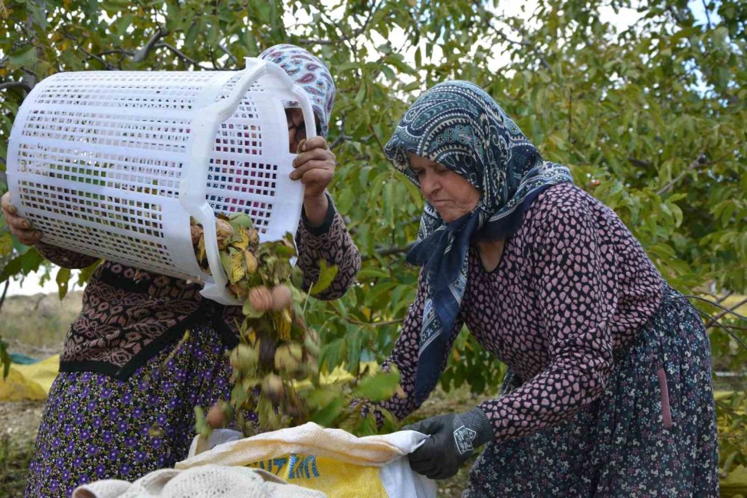 Manisa'da bu kez de ceviz hasadı başladı