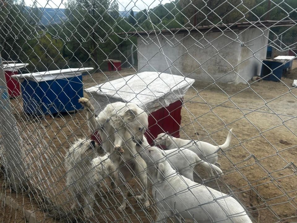 Manisa'nın iki ilçesinde sahipsiz köpekler toplanıyor