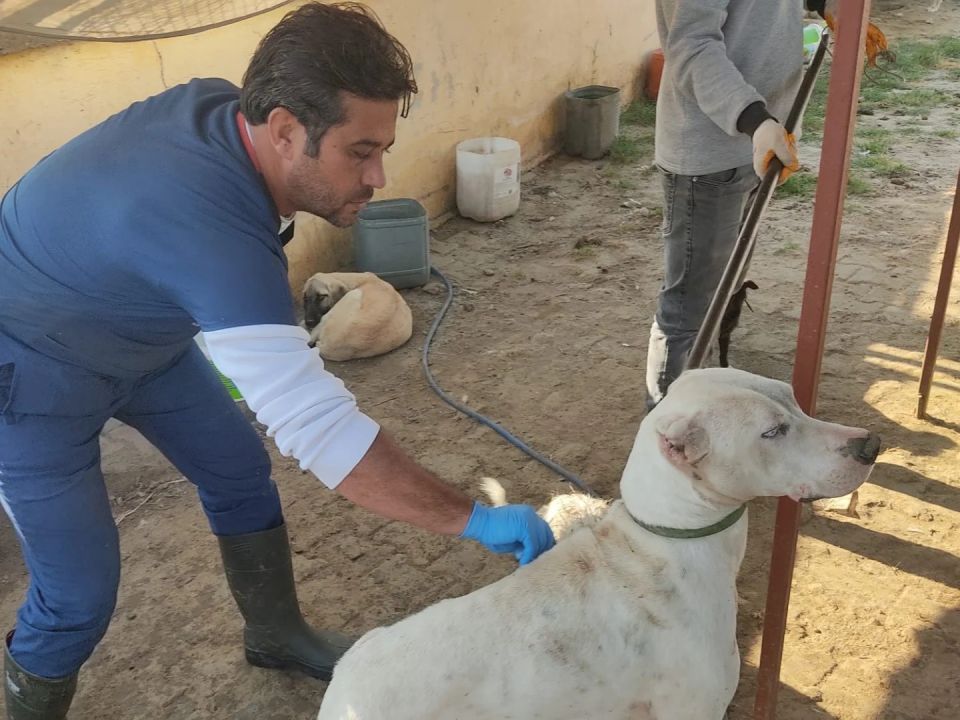 Manisa'nın iki ilçesinde sahipsiz köpekler toplanıyor