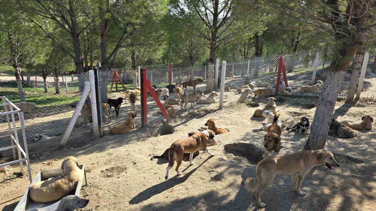 Manisa'nın iki ilçesinde sahipsiz köpekler toplanıyor