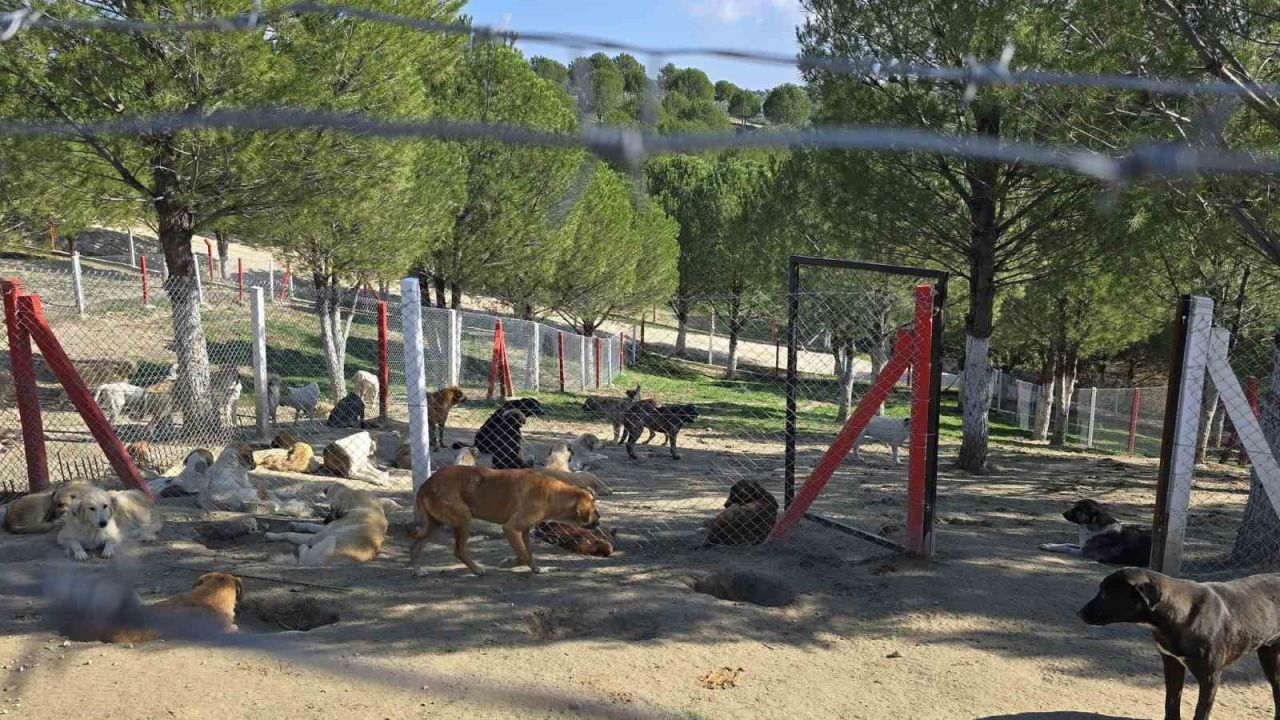 Manisa'nın iki ilçesinde sahipsiz köpekler toplanıyor