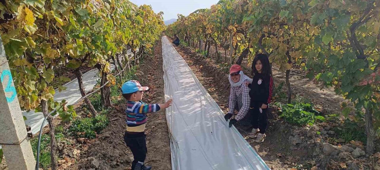 Manisa'da üzüm hasadı bitti, bağ örtüleri toplanıyor
