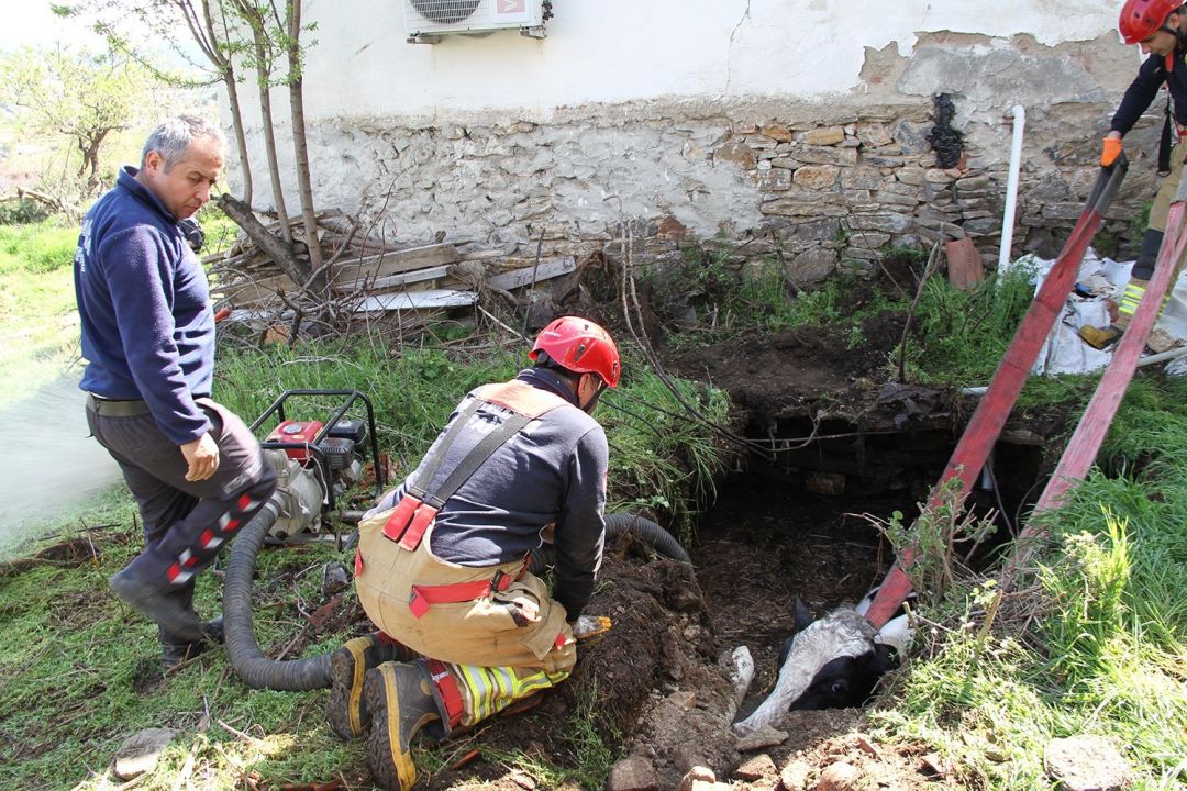 Kuyuya düşen 7 aylık gebe inek kurtarıldı