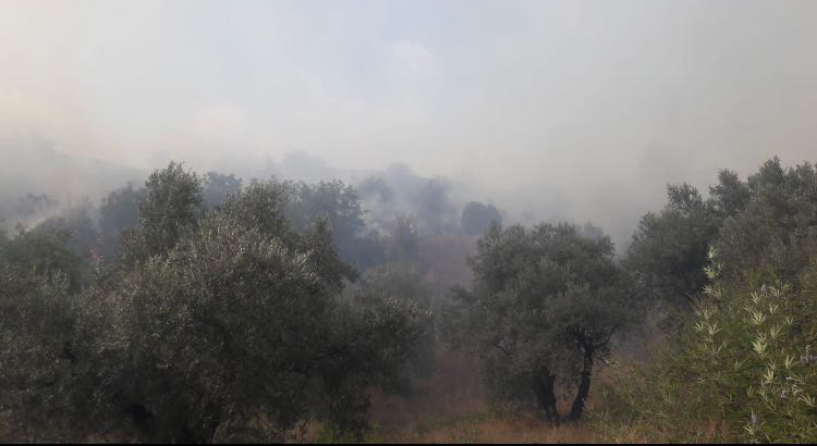 Zeytinlik yangını ormana sıçramadan kontrol altına alındı