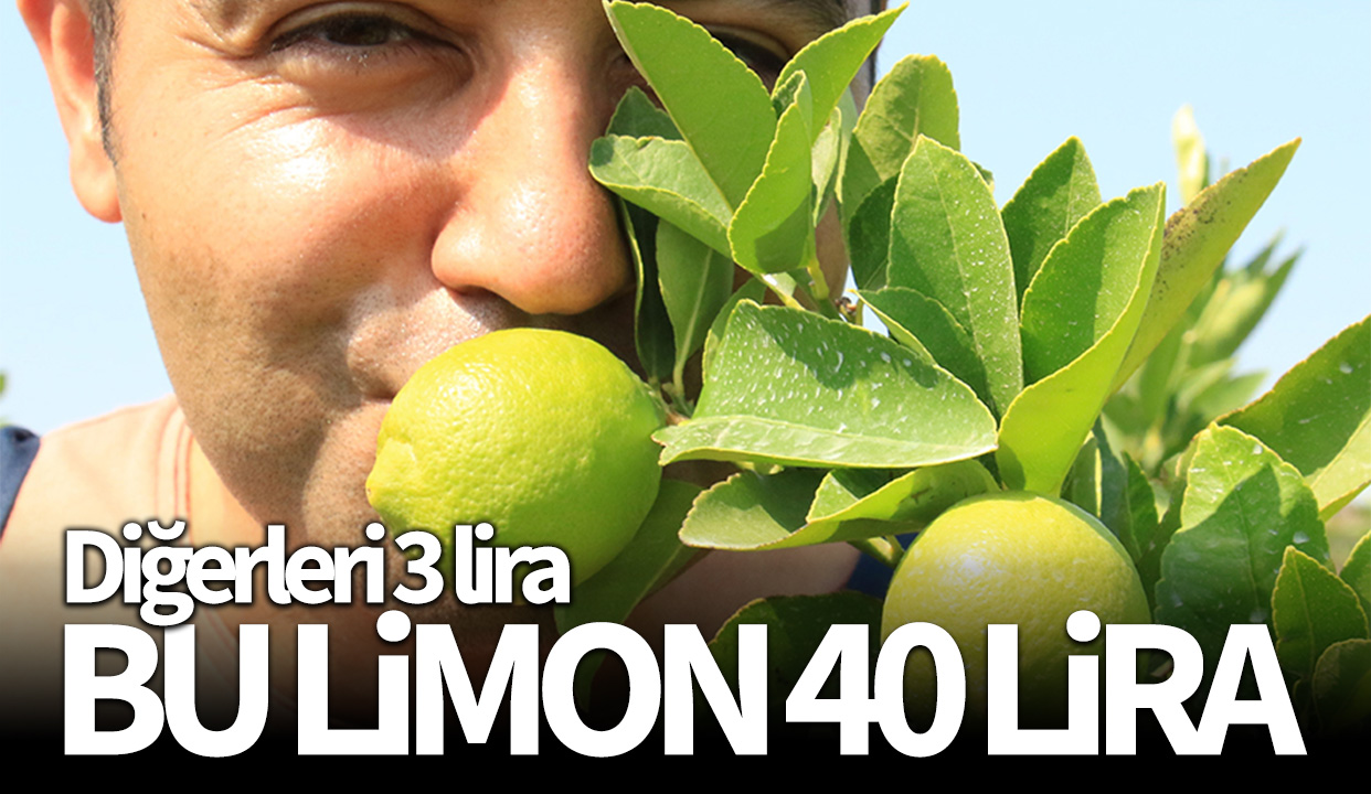 Bu limon 'yeşil limon' fiyatı: 40 TL, diğerleri 3 TL
