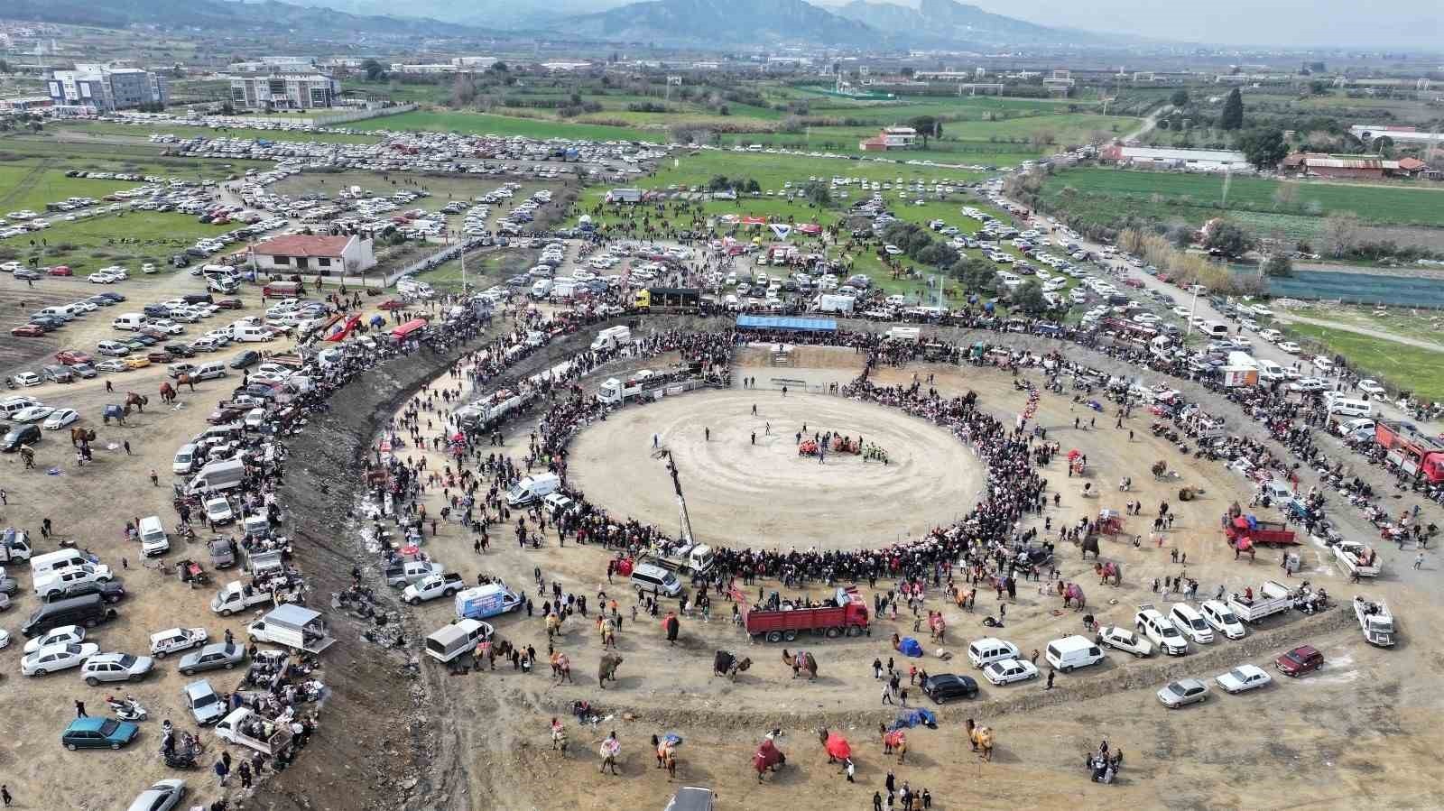 10. Salihli Deve Güreşleri Festivali yapıldı
