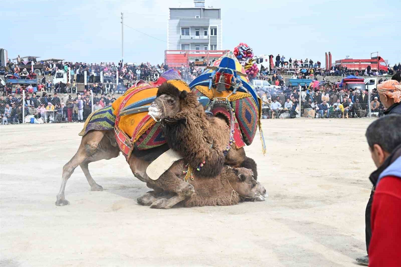 10. Salihli Deve Güreşleri Festivali yapıldı