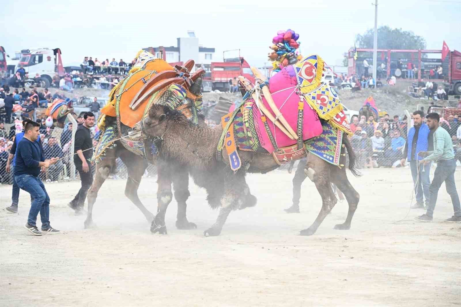 10. Salihli Deve Güreşleri Festivali yapıldı