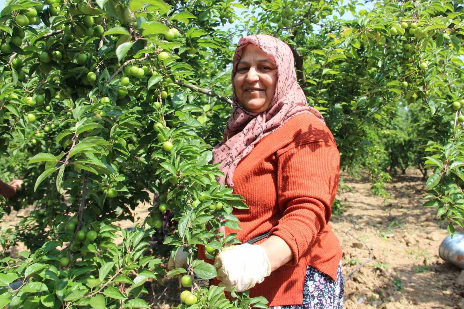 Turgutlu'nun Dumanlı Papaz Eriğinde hasat başladı