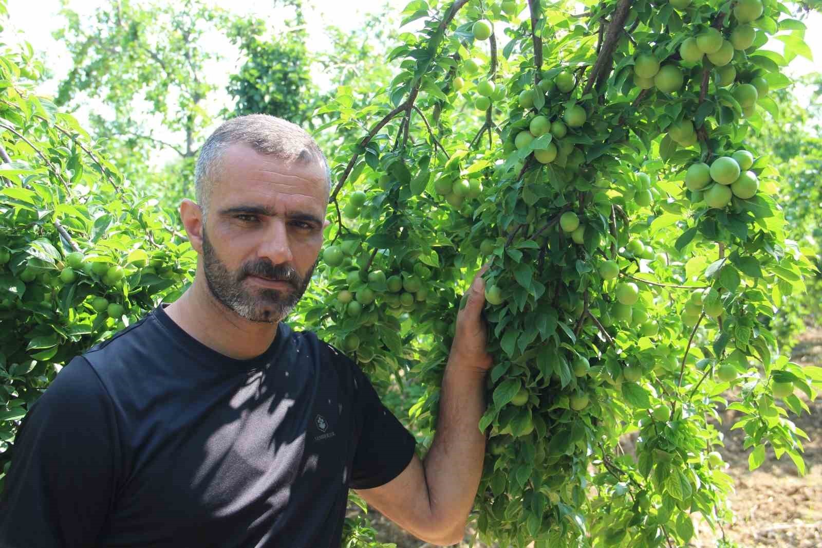 Turgutlu'nun Dumanlı Papaz Eriğinde hasat başladı