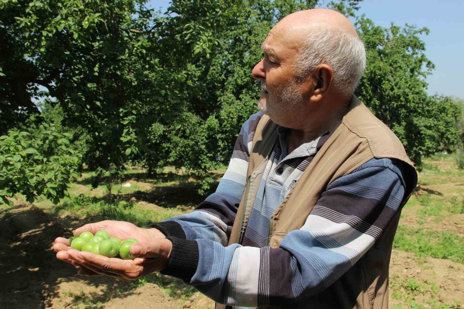 Turgutlu'nun Dumanlı Papaz Eriğinde hasat başladı