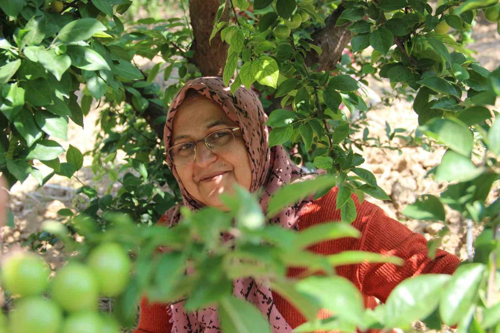 Turgutlu'nun Dumanlı Papaz Eriğinde hasat başladı