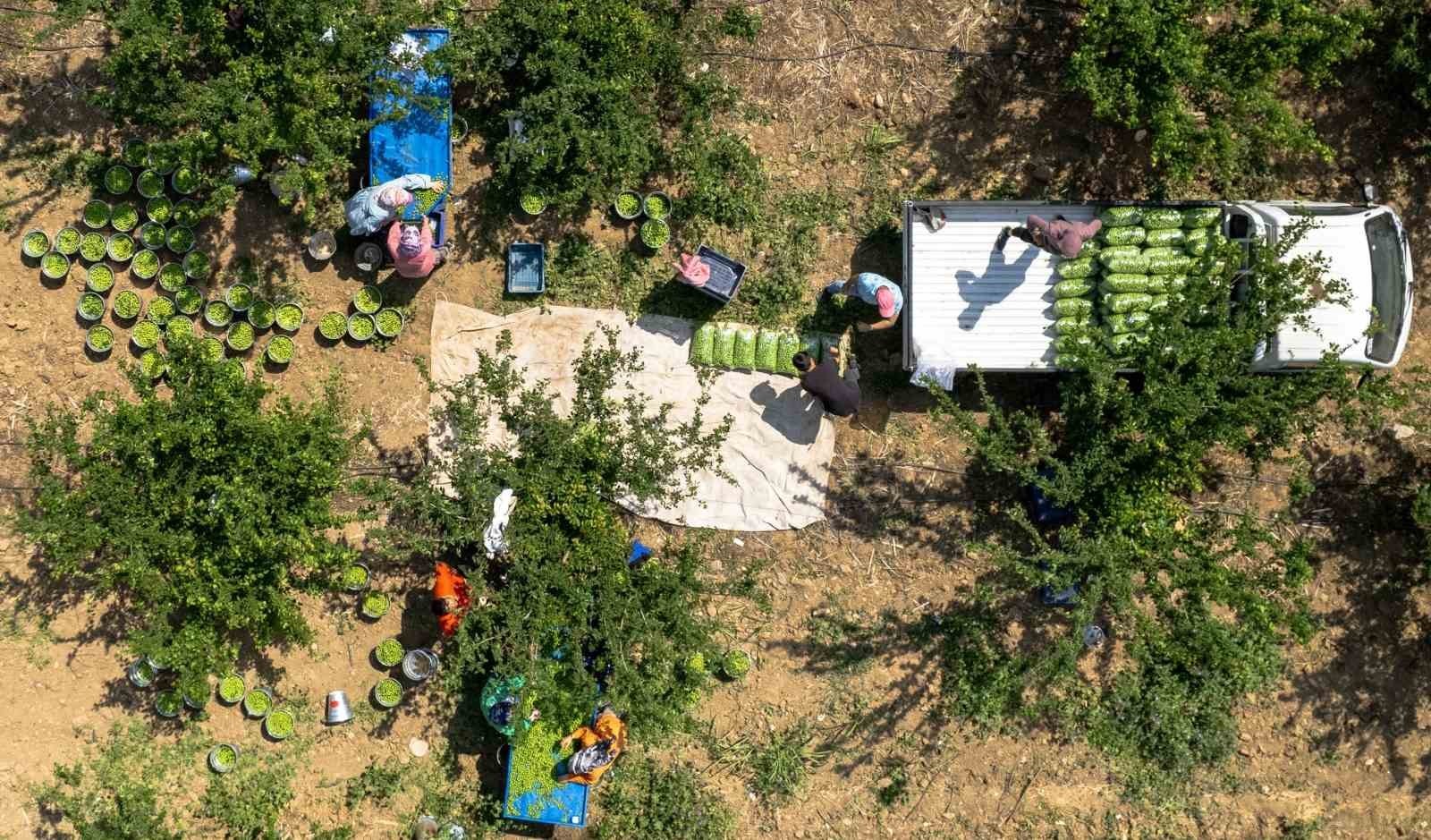 Turgutlu'nun Dumanlı Papaz Eriğinde hasat başladı