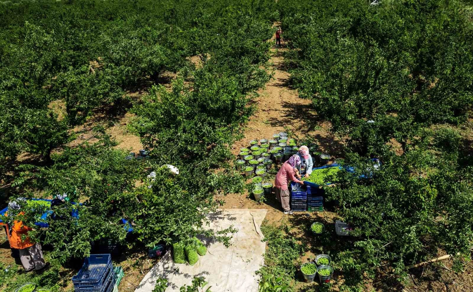 Turgutlu'nun Dumanlı Papaz Eriğinde hasat başladı