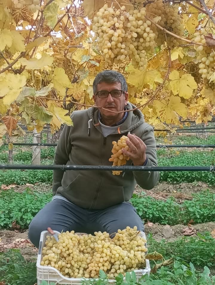 Yeni yılın ilk sofralarını Manisa'nın üzümü tatlandıracak