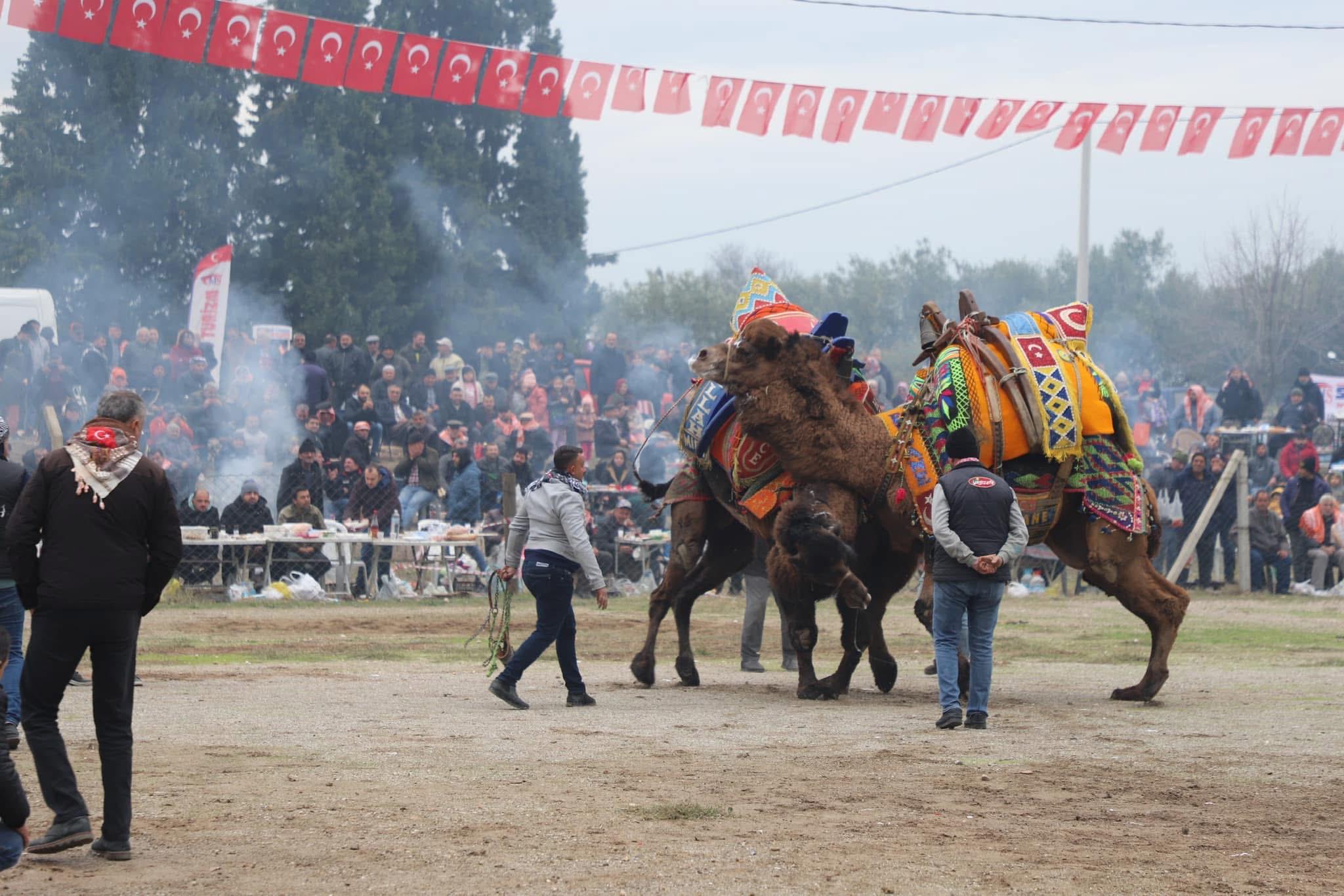 Gökkaya'da 26.Geleneksel Deve Güreşleri Şenliği ilgi gördü