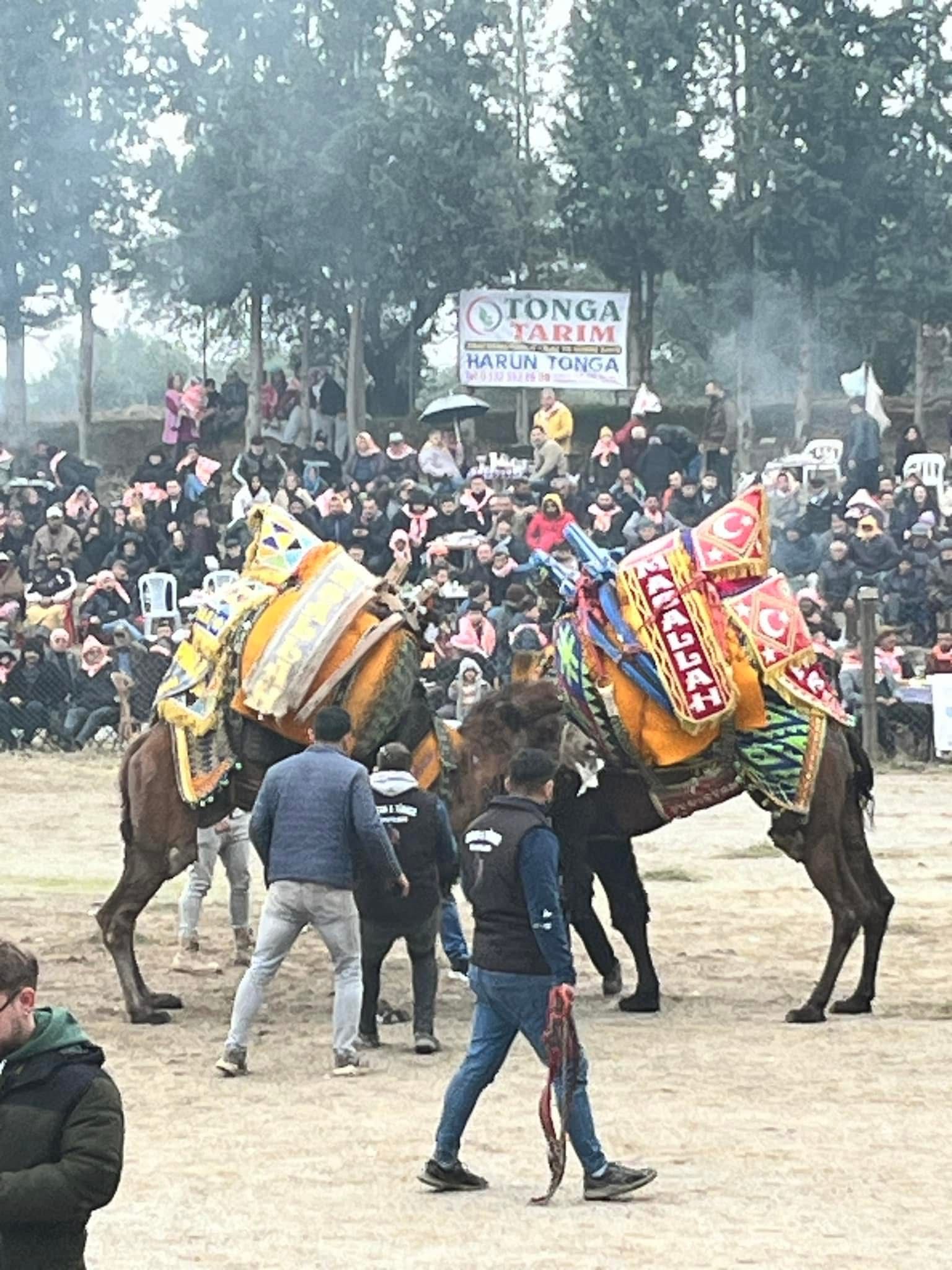 Gökkaya'da 26.Geleneksel Deve Güreşleri Şenliği ilgi gördü