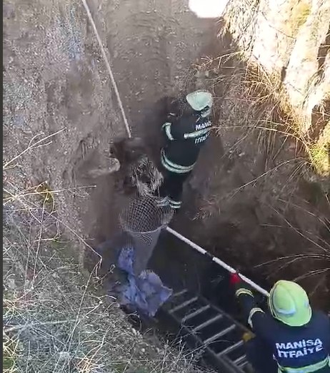 Turgutlu'da su kuyusuna düşen kirpiler kurtarıldı