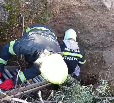 Turgutlu'da su kuyusuna düşen kirpiler kurtarıldı