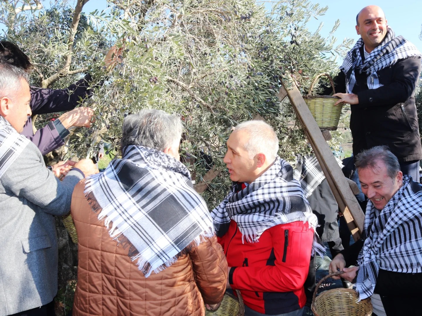 Manisa İl Tarım Müdürü Öztürk, zeytin hasadına katıldı